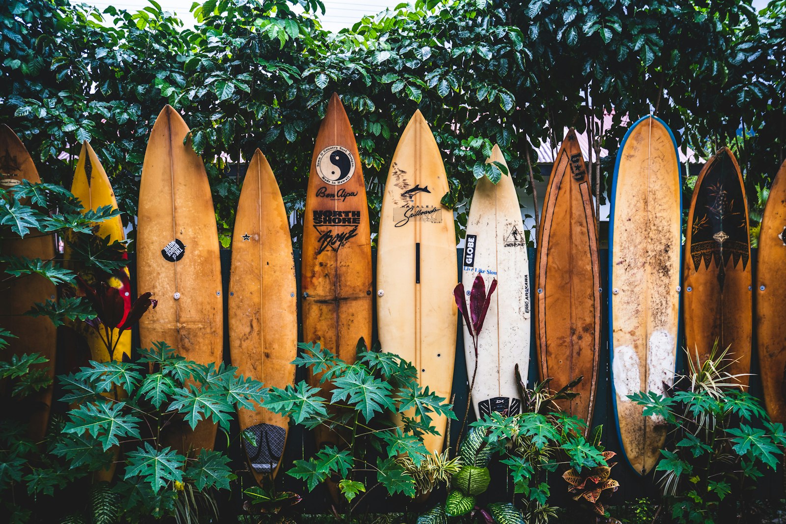 Vintage surfboards lined up against a wooden fence — The Second Wave collection